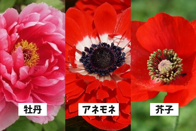 光る君へオープニングの花